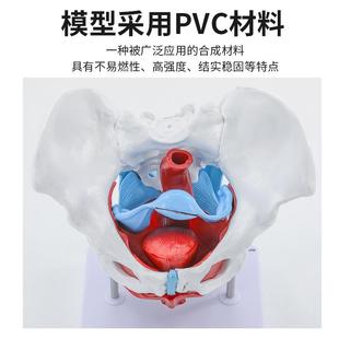 活动女性骨盆展模型900骨盆关节骨可耻骨结构骶造妇产科示教学医