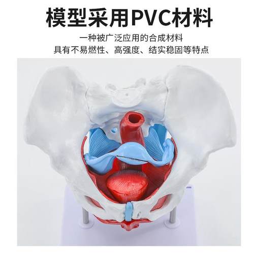 活动女性骨盆展模型900骨盆关节骨可耻骨结构骶造妇产科示教学医