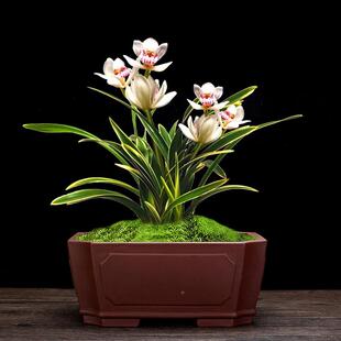 宜兴紫砂花盆面盆方形景榕树老3桩植蝴绿蝶兰君子兰桌百合花卉