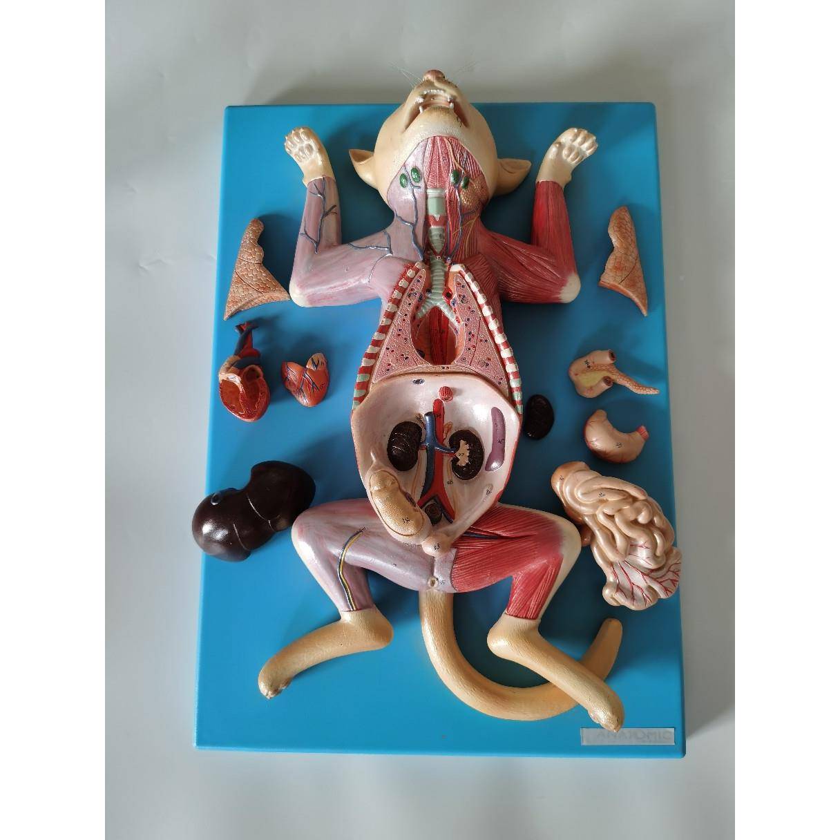 猫解腹高猫解剖剖51位猫级解剖模型