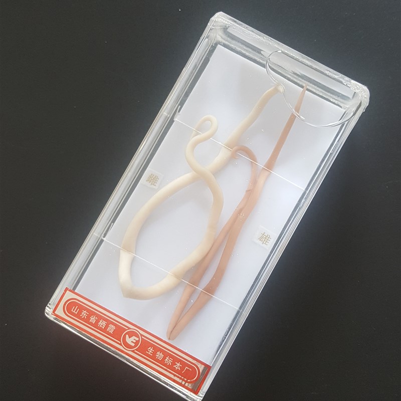 蛔虫浸制标本 初高u中生物实验器材 教学仪器