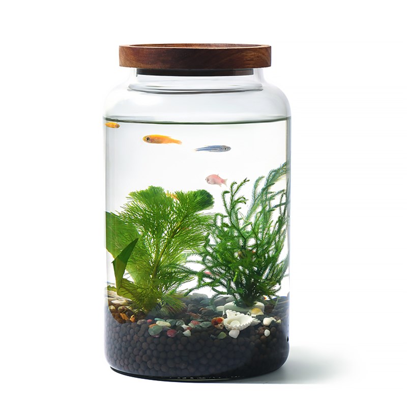 新品生态瓶水草小鱼缸玻璃办公桌面微景观生日情侣礼物DIY作业免