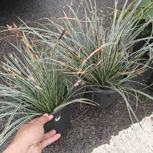 埃弗里斯特苔草花园绿化好养耐寒热花卉常绿非金丝苔草