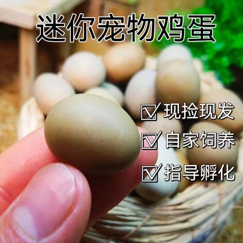 宠物鸡受精蛋可孵化种蛋迷你网红小鸡蛋卢丁鸡受精种蛋全色德系礼