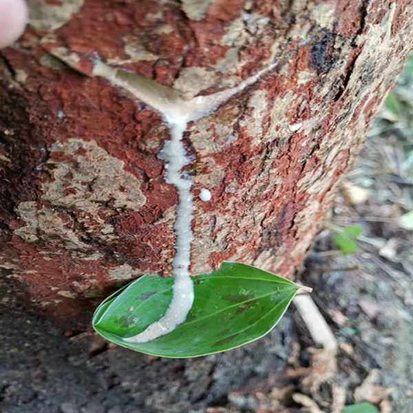 四川绵阳天然生漆土漆大漆市场土漆大漆国漆棺材寿木漆