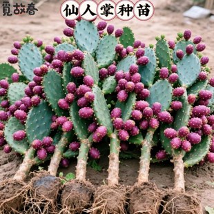 当年结果食用型宝塔红果仙人掌种植C黄大刺米邦塔仙人掌火龙果红