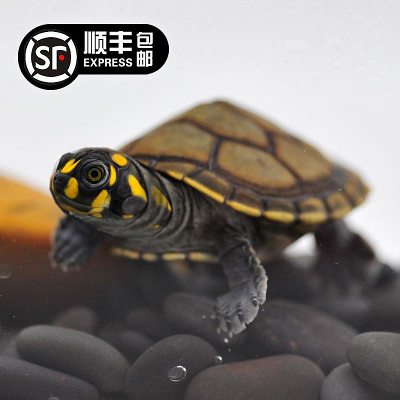 黄头龟侧颈龟忍者神龟深水长颈观赏吃粪乌龟粑粑清理鱼缸启梅商行