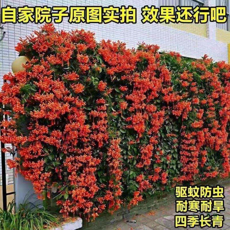 炮仗花苗爬藤植物鞭炮花季可种阳台四庭花院F9887678凌围墙垂吊藤