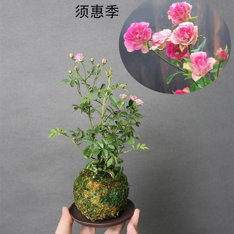 苔玉苔藓微型姬乙女姬月季须惠季紫咲天荷植物苔藓球成品盆景