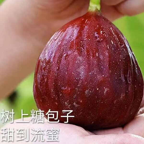 空运元谋新鲜无花果软糯清甜孕妇老人小孩新鲜应季水果只发熟果