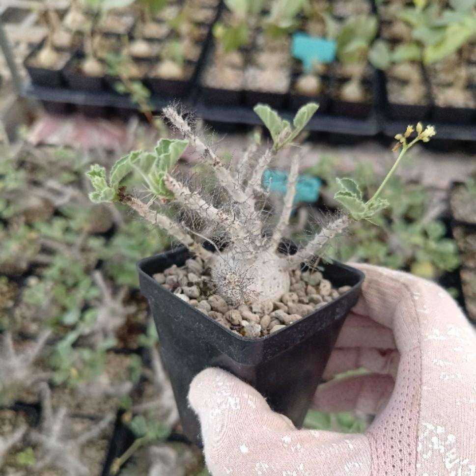 索马里白皮麻风树Jatrophamarginata块根多肉绿植盆栽