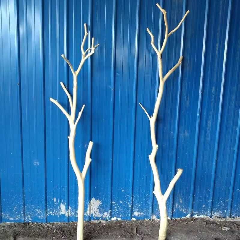 去皮原木龙骨树杈带叉树干树枝干支装饰树干创P意树杈枯木吊顶橱