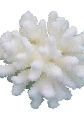 IN6天然珊瑚菜花鹿角海螺贝壳造景拍照背景家居装饰鱼缸水族水晶