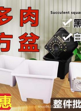 景天盆黑方白方多肉育苗盆基地花盆加厚跨境电商黑色白色方盆