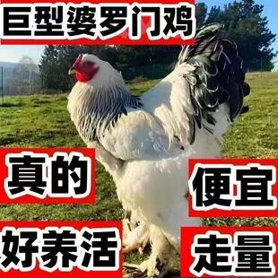 一斤纯种正宗婆罗门鸡苗巨型脱温鸡活梵天活苗观赏活鸡幼苗