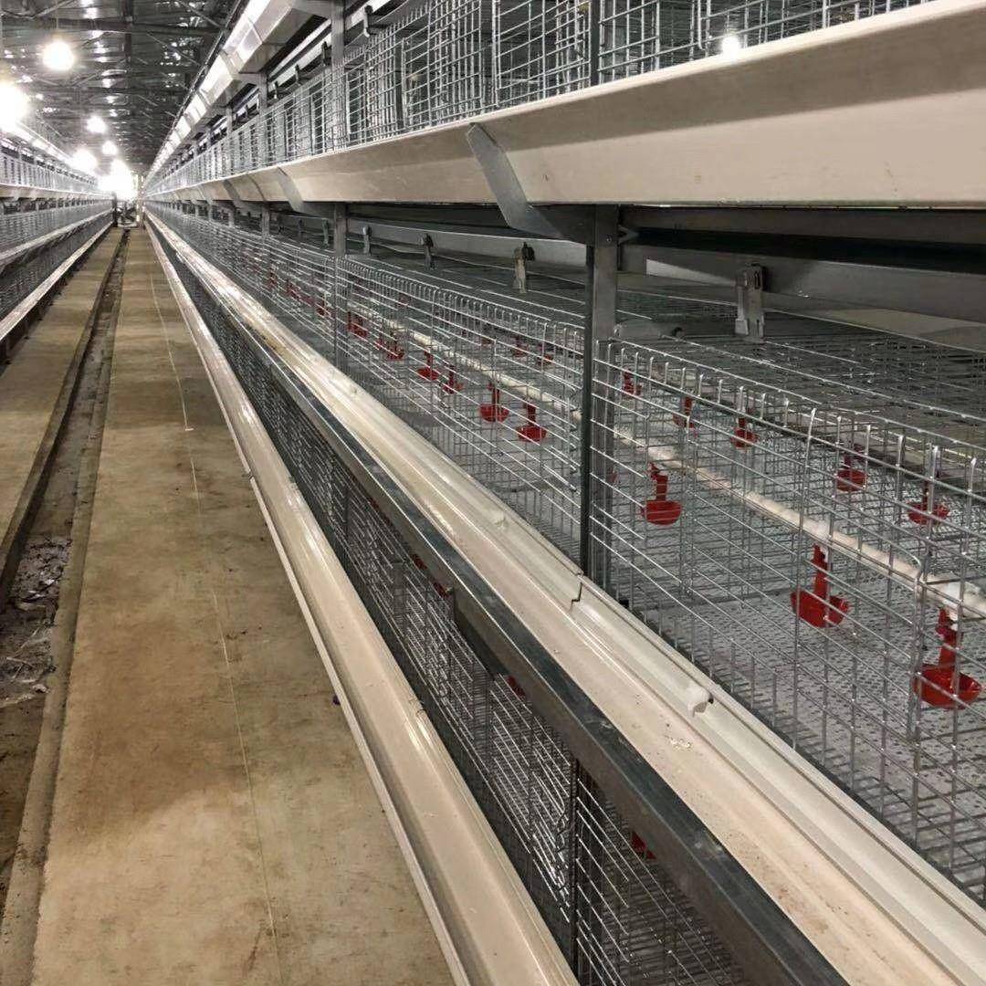 养青年鸡笼立式自动化殖KTG设备养殖场养鸡子场养鸡笼鸽笼鹌鹑笼