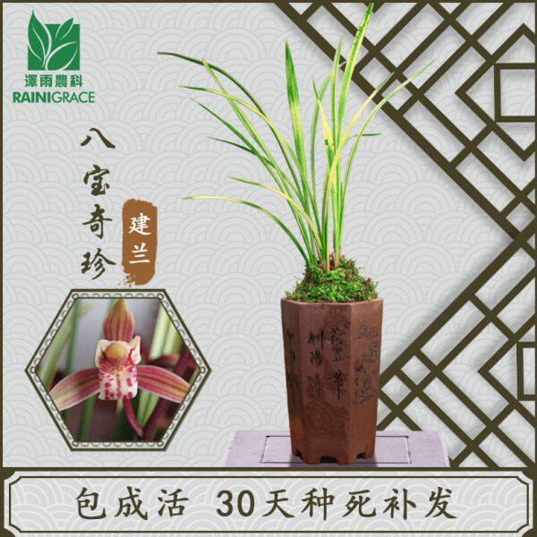 泽雨农科兰花苗四季建兰八宝奇珍虎斑艺中透艺山水画浓香花卉盆栽
