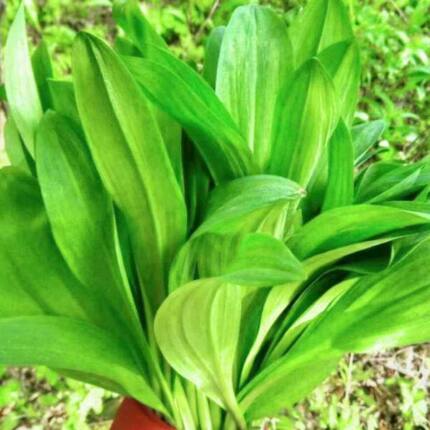 茗荑菜 玉簪叶韭根苗  春夏秋反复采摘叶似韭菜割而复生耐热耐寒