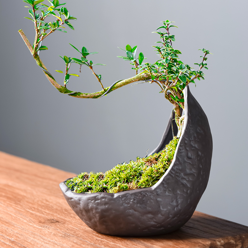 异形月牙盆文竹飘l枝六月雪客厅桌面绿植盆景盆创意紫砂花盆带底