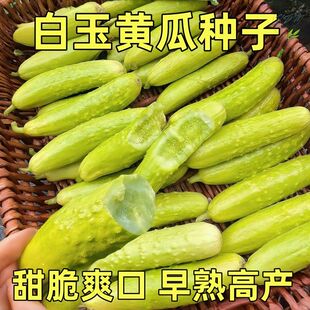海阳白玉黄瓜种子种籽旱脆奶油水果黄瓜苗秧苗四季籽种蔬菜孑大全