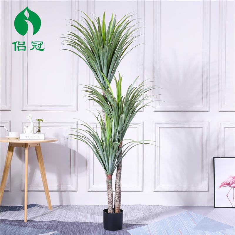 现代真龙树剑兰室内绿大型植盆栽千年-木假马仿尾铁橱窗血装饰绿