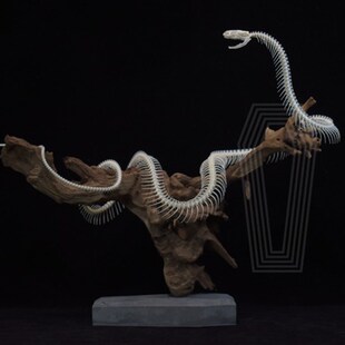 枯木盘枝蛇骨骼标本 美式横板超大真骨摆件 定制蛇骨标本订制