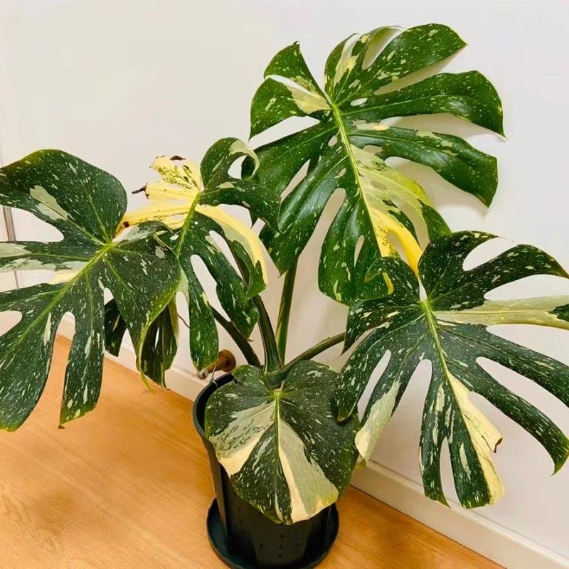 洒金龟背竹龟背芋阴阳焦糖布丁盆栽室内观叶绿植锦化植物净化空气