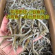 青鱼特产渤海面条自晒咸鱼银鱼自然凉晒整箱海燕鱼干银针海鲜干货