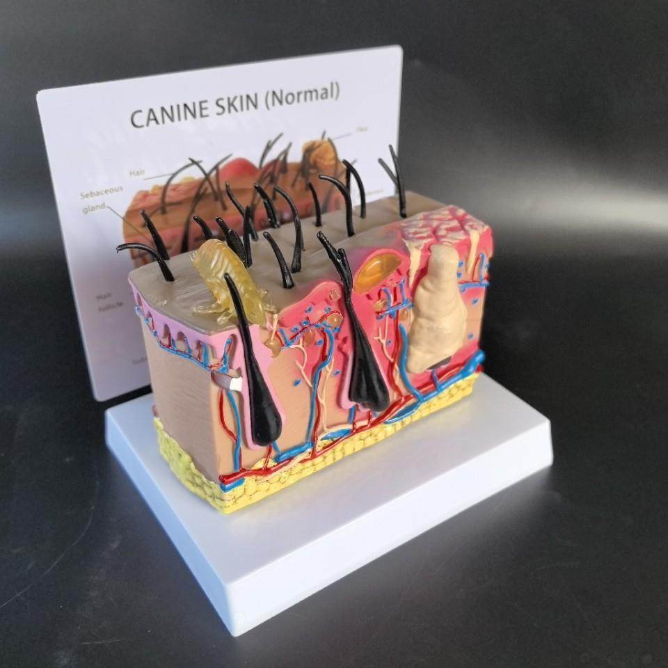 皮肤模型解剖皮构造皮肤肤145毛囊发炎泡皮毛发螨虫肤咬水皮肤放