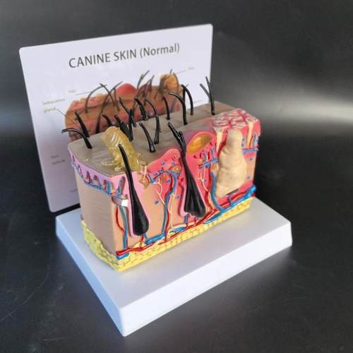 皮肤模型解剖皮构造皮肤肤145毛囊发炎泡皮毛发螨虫肤咬水皮肤放