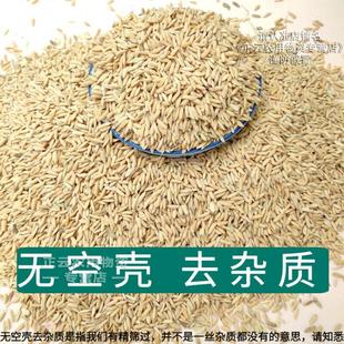 稻谷喂鸡黄谷子5斤谷子带壳水稻100斤谷子鸟粮鸟食50斤稻子喂鸡鸭