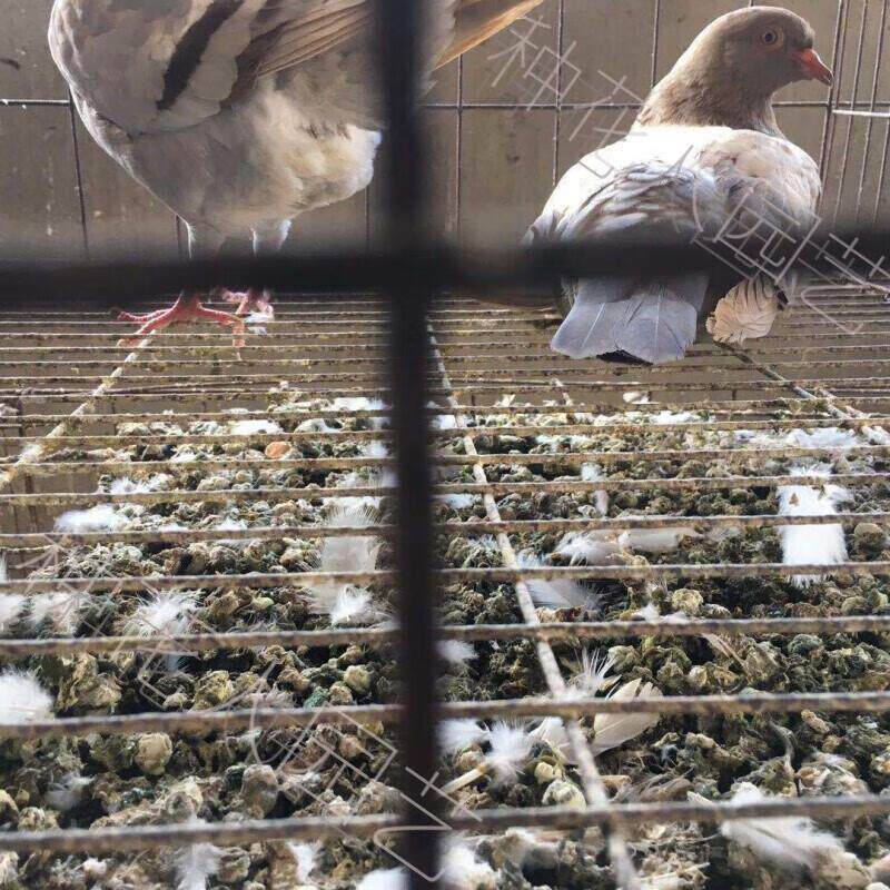 鸽子粪有机肥料农家肥鸽子粪干鸽粪肥鸟粪肥料水果树有机鸟粪鸽粪