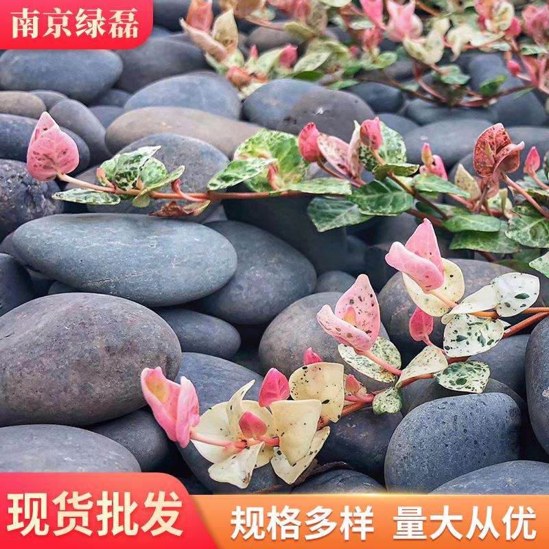 厂家灰色鹅卵石灰色雨花石抛光石黑石景观石灰石子
