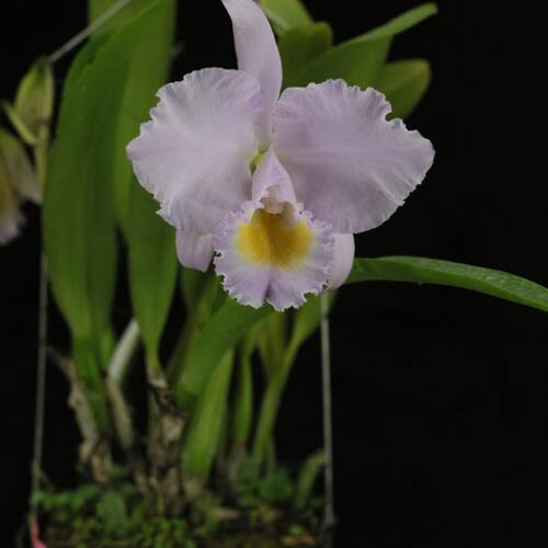 番茄雅韵堂C.trianae 'Orion' 猎户座同色特利安娜原种卡特兰花