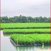 水上种植eva泡棉浮床 鱼塘漂浮面板 eva无土水培蔬菜定植板泡棉