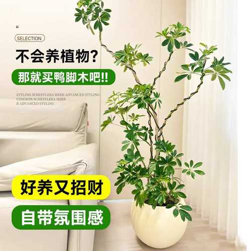 造型鸭脚木客厅大盆栽鸭掌木鹅掌柴室内落地式大型四季常青绿植物