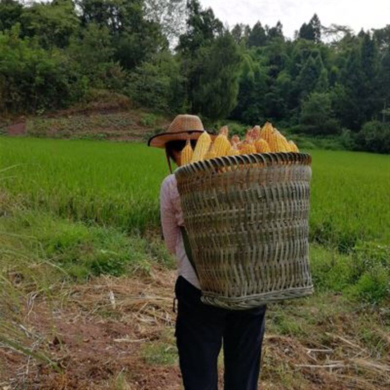 新款四川竹背篓传统手工艺竹编制品成人采茶背筐大号收纳竹筐演出