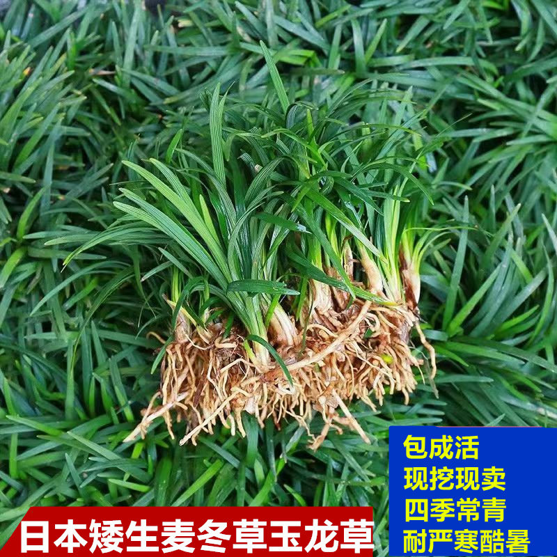 细叶麦冬玉龙草庭院绿化植物四季矮麦冬草沿阶草耐寒苗中叶麦冬草图片