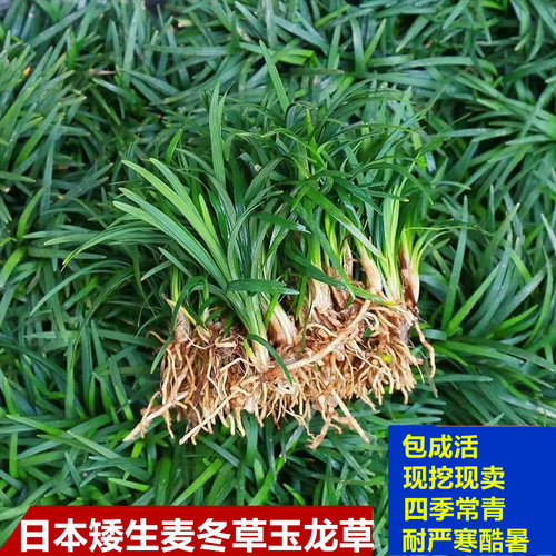 细叶麦冬玉龙草庭院绿化植物四季矮麦冬草沿阶草耐寒苗中叶麦冬草