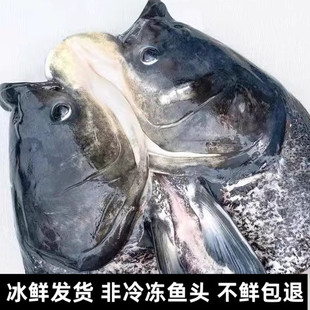 3斤/个 千岛湖鱼头新鲜胖头鱼头大头鱼鲢鱼头花鲢鱼头 淡水鱼头