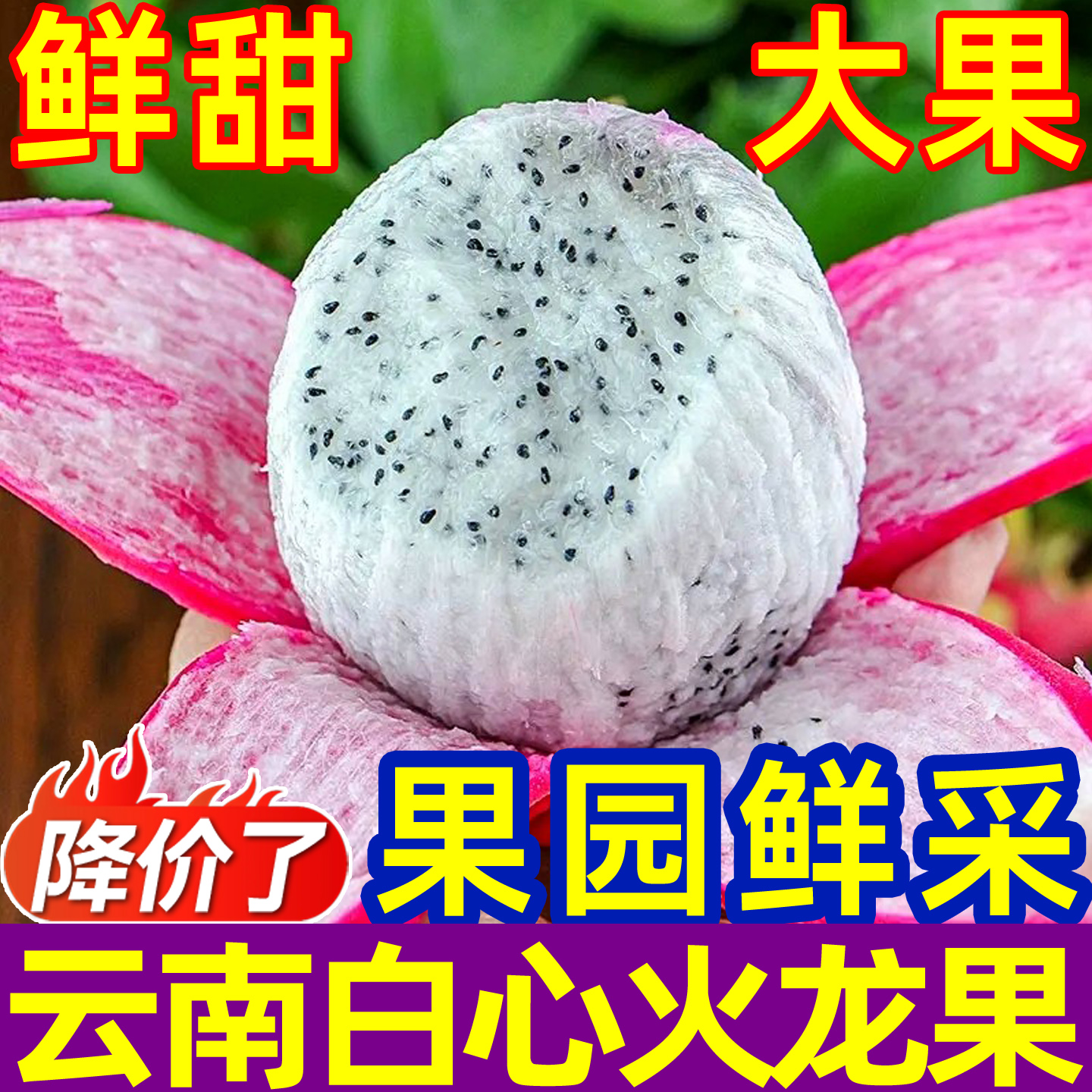 新鲜白心火龙果清甜多汁鲜嫩爽口