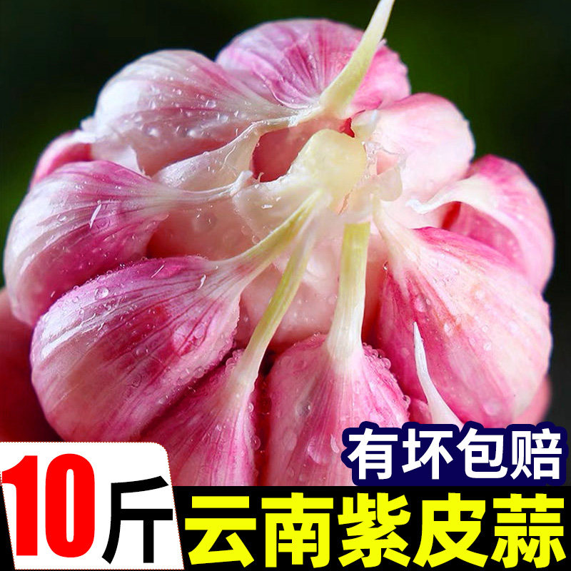 正宗云南紫皮多瓣大蒜现挖当季蔬菜湿蒜鲜蒜瓣蒜头红皮腊八蒜泡蒜