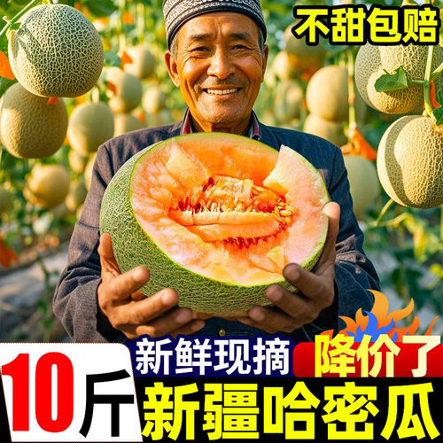 正宗新疆哈密瓜10斤产地直发