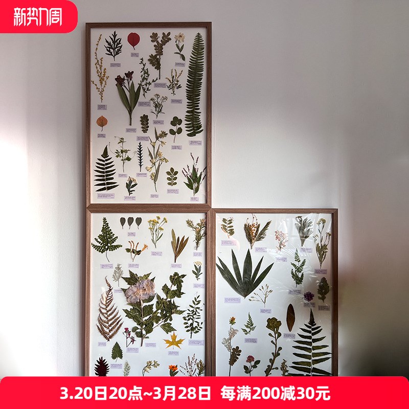 植物标本装饰画干花挂画悬挂沙发背景墙书房售楼部花卉复古美式画图片