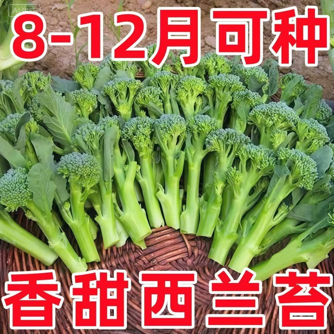 真好吃西兰苔种子高产小西蓝花芥兰菜苔阳台庭院四季种植蔬菜种籽