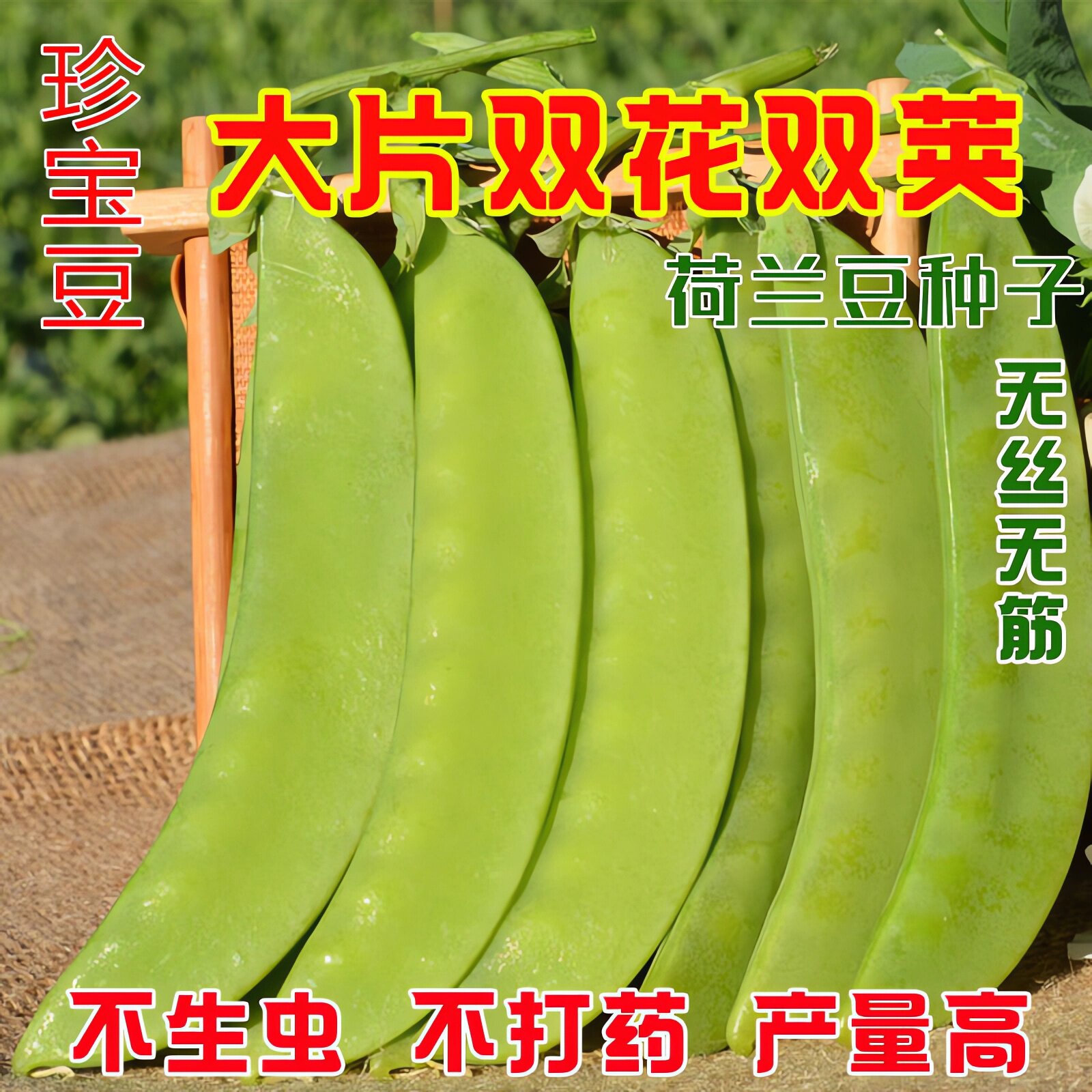 珍宝豆大片双花双夹荷兰豆种子