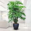 幸福树发财树绿宝室内大型绿植盆栽招财树好养成品组合盆栽四季 青