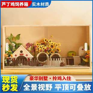 芦丁鸡饲养箱卢丁幼鸡成鸡活鸡网红迷你芦艼鸡仔长不大的宠物小鸡