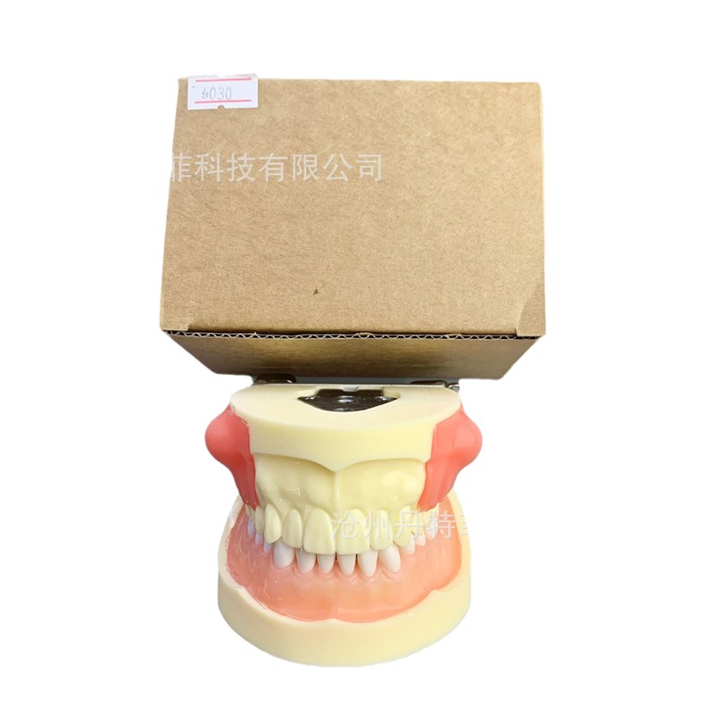 M4030病理模型牙齿模型牙模型练习模型