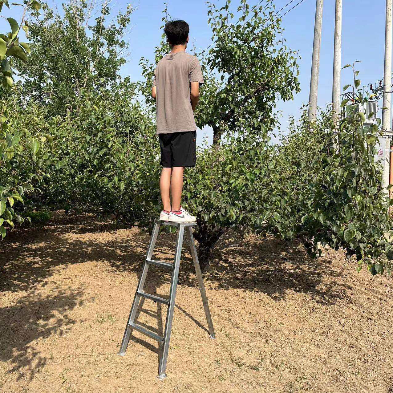 加厚加固镀锌园林专用果园梯子三脚家用修剪三角折叠采摘人字梯,鲜花速递/花卉仿真/绿植园艺,割草机/草坪机,淘宝优惠券,粉丝福利购,淘宝优惠卷